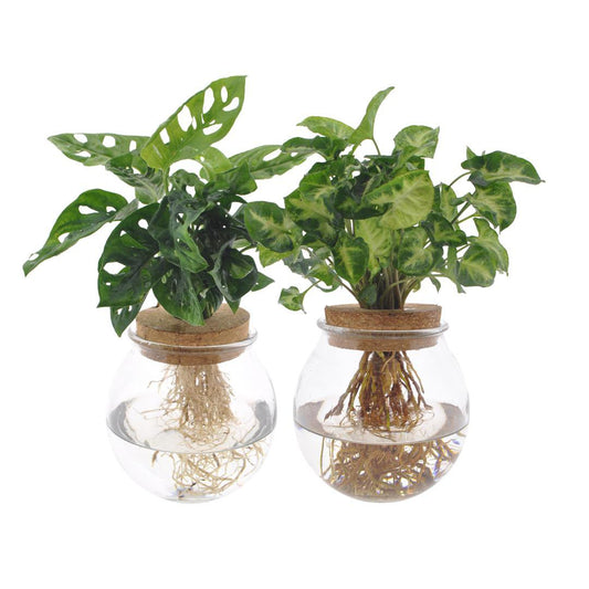 Bolglas Duo Monstera Adansonii/Syngonium Green - 2 Stück - Ø12cm - ↕12-30cm