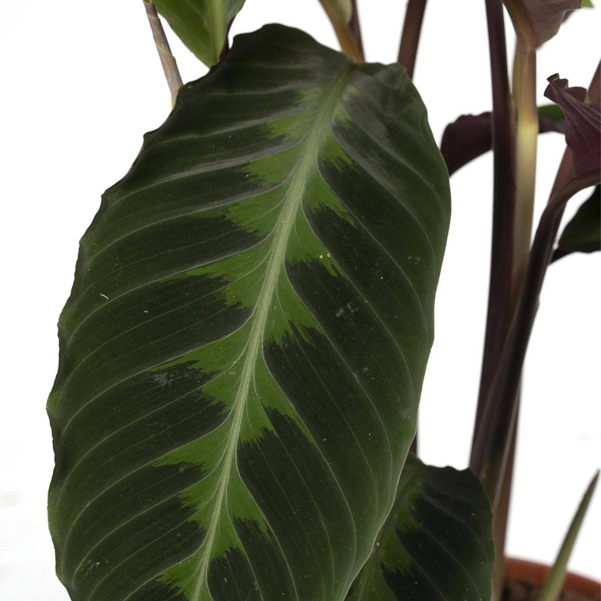 Calathea Warscewiczii - Pfauenpflanze - Ø19cm - ↕70cm - HOLE-X-WORLD