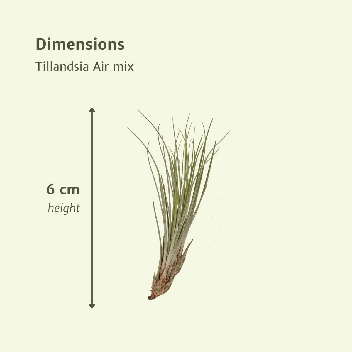 Tillandsia Air Mix – 20 Stück – ø6cm – ↕6cm