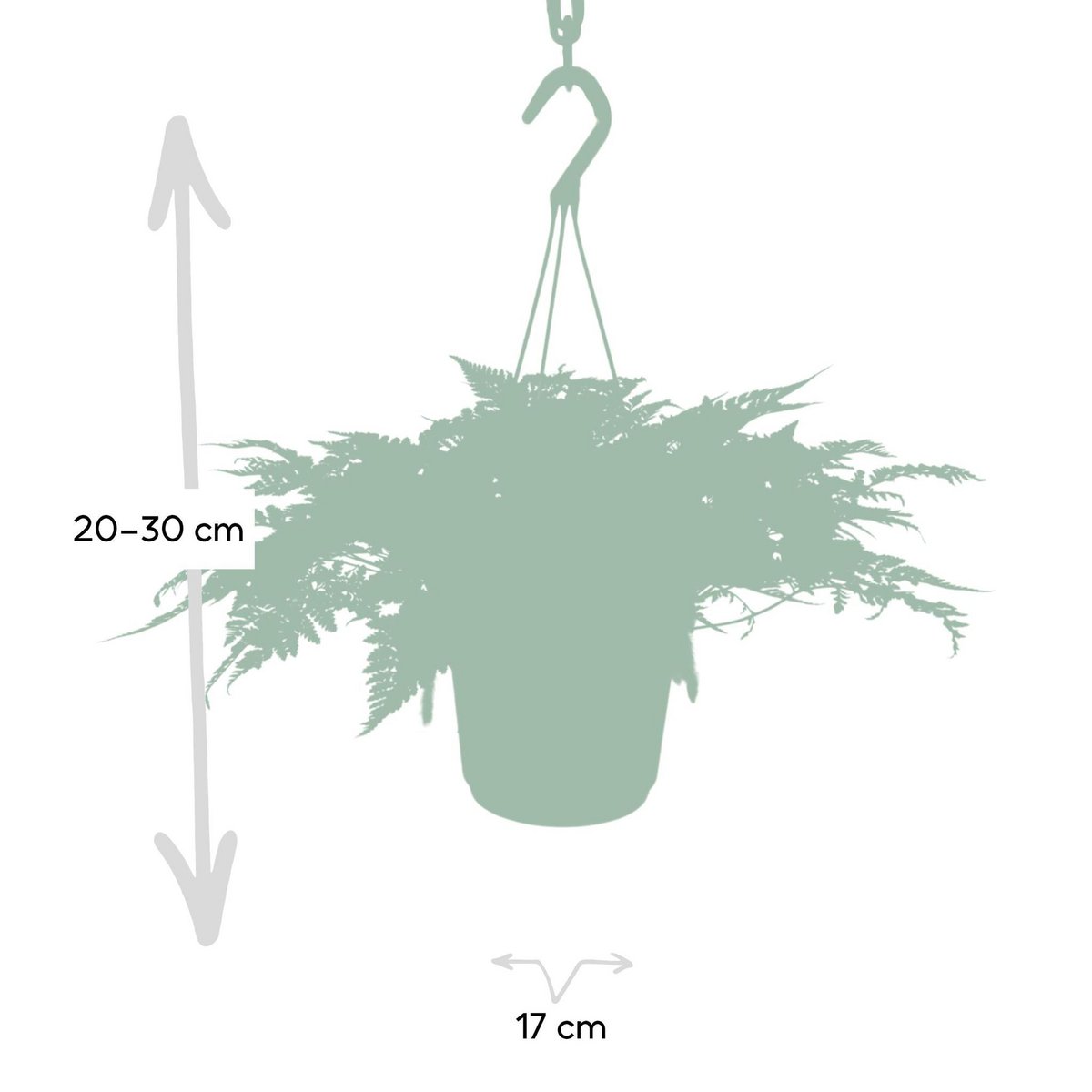 Humata Tyermannii Hang - Hasenfußfarn - Ø17cm - ↕20cm