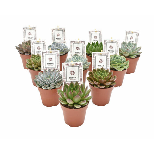 Echeveria Rosetta Mix - 10 Stück - Ø8,5cm - ↕14cm