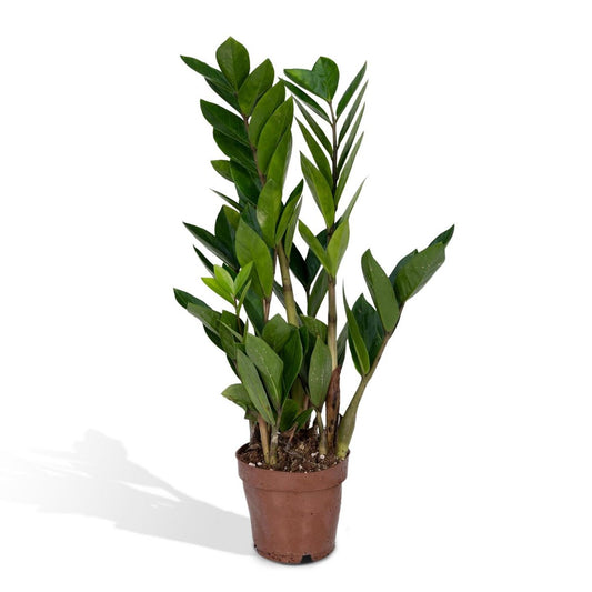 Zamioculcas Zamiifolia - Smaragdpalme - ø12cm - ↕40cm