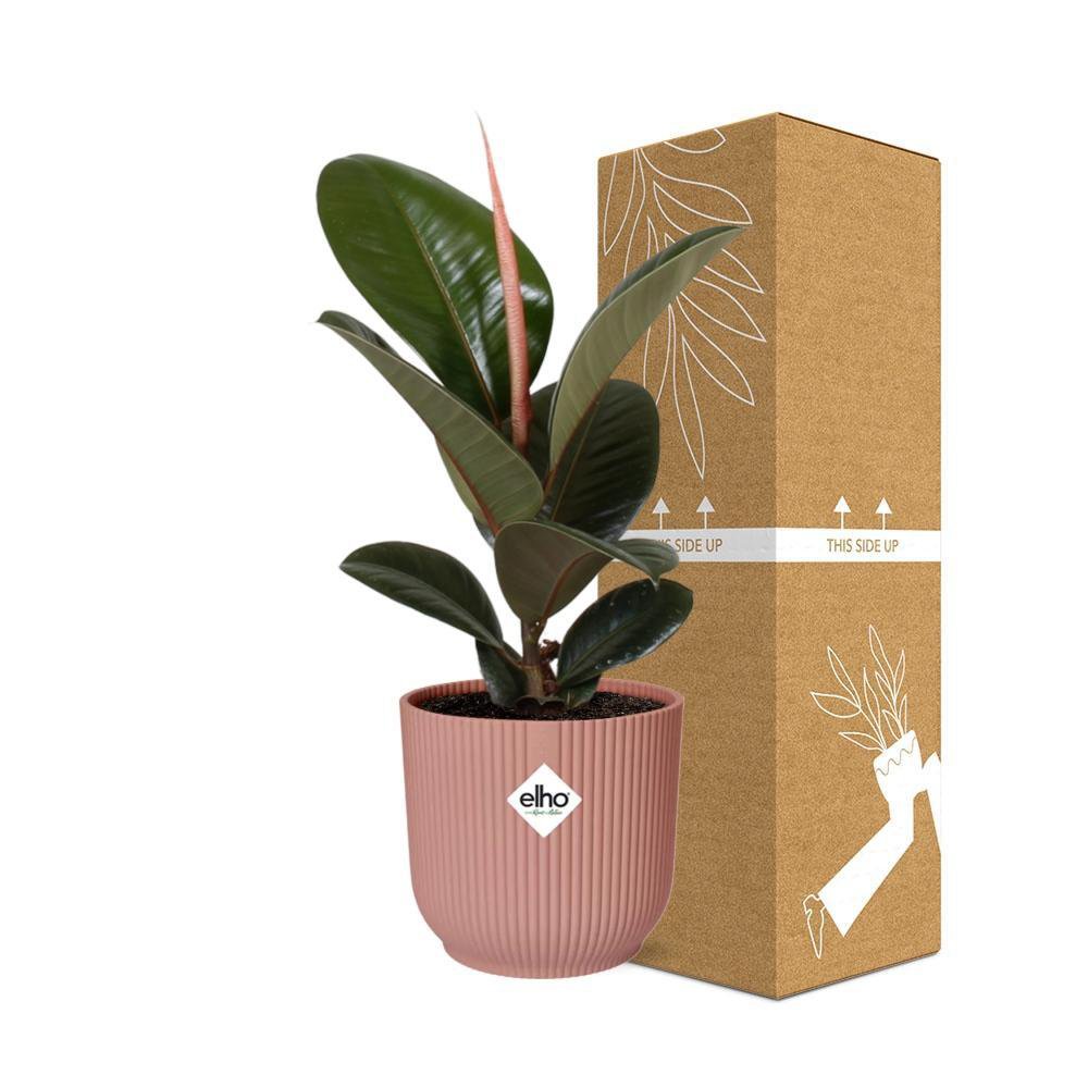 Ficus Elastica 'Robusta' in ELHO Vibes Fold 14cm rosa