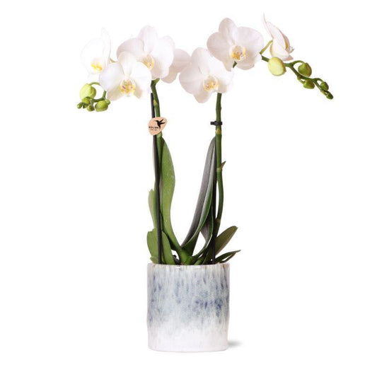 Kolibri-Orchideen | weiße Phalaenopsis-Orchidee – Amabilis + Sky Topf – Topfgröße Ø9cm – 40cm hoch | Blühende Zimmerpflanze im Blumentopf – frisch vom Züchter