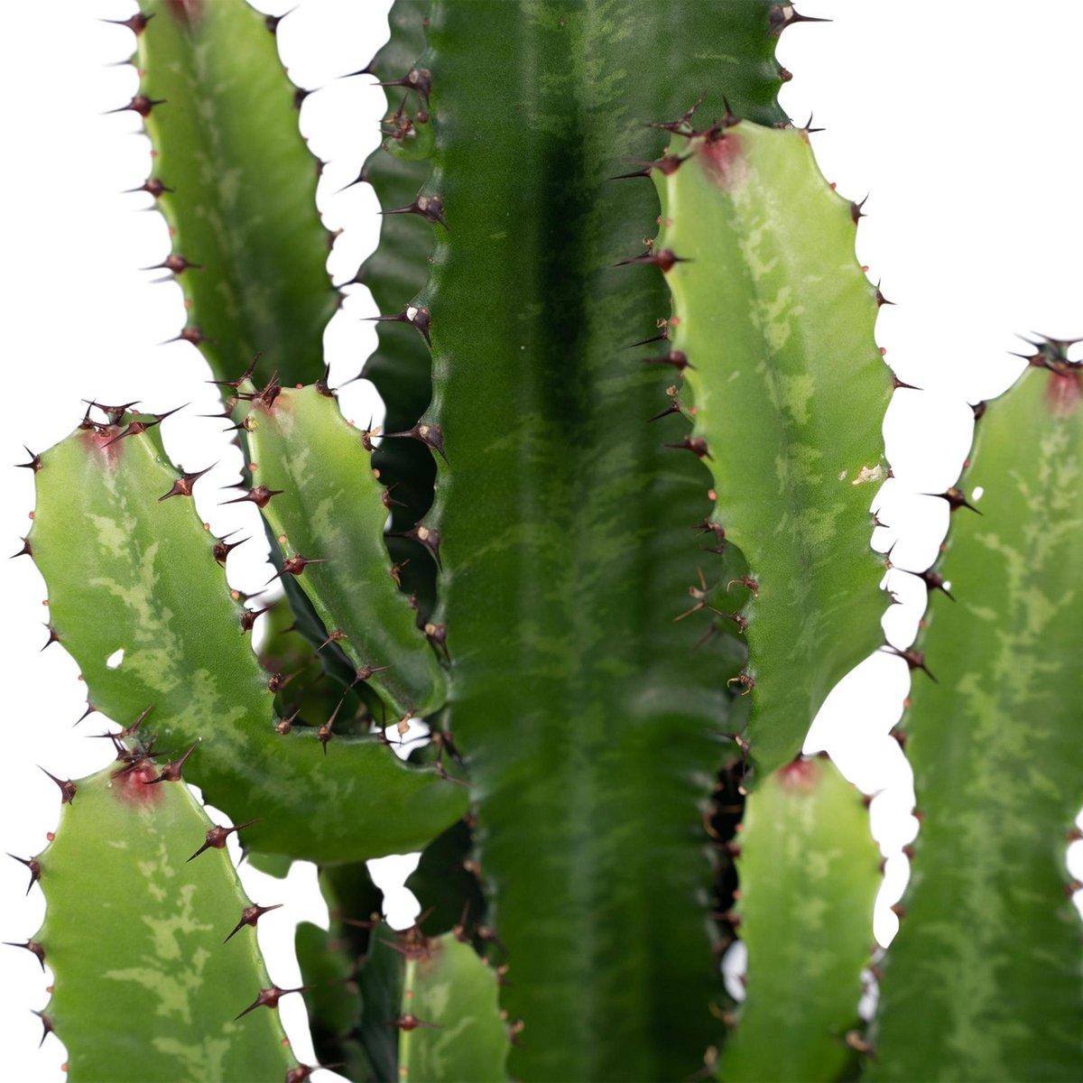 Euphorbia Acruensis - Kaktus - Ø24cm - ↕60cm