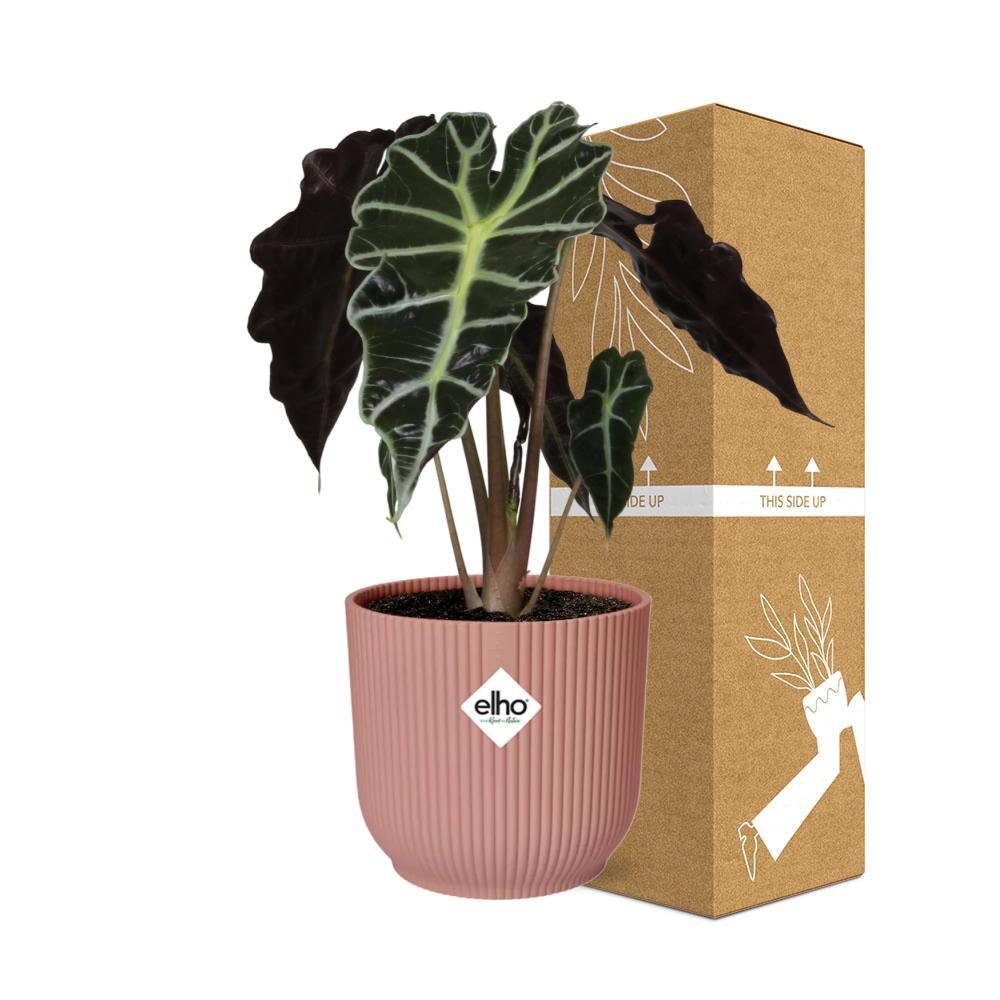 Alocasia 'Polly' in ELHO Vibes Fold 14cm rosa