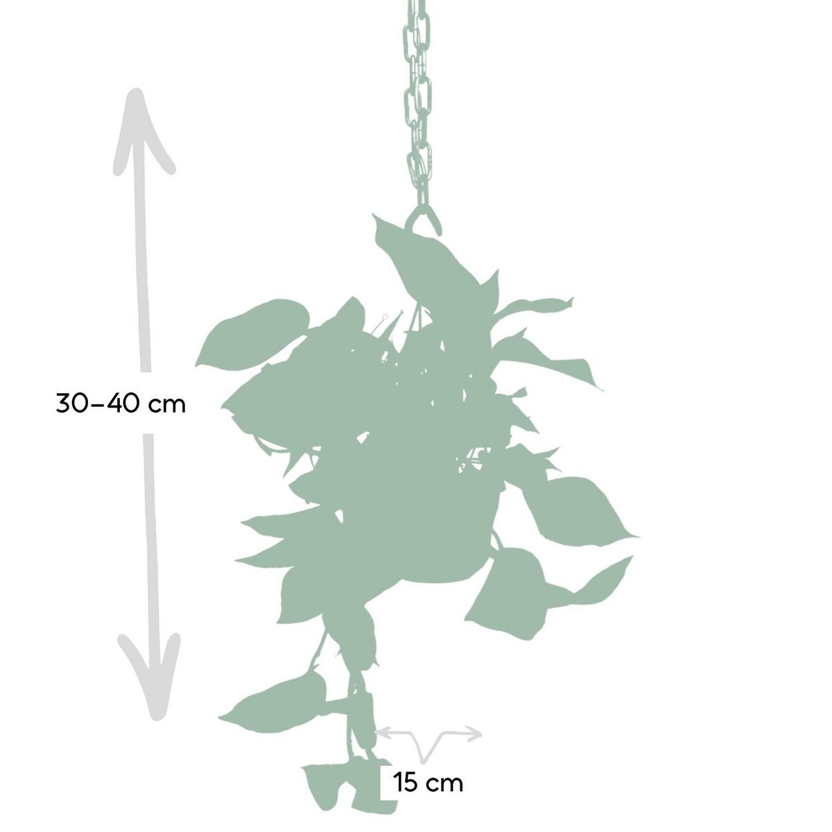 Epipremnum Marmorkönigin - Scindapsus - Ø15cm - ↕25cm