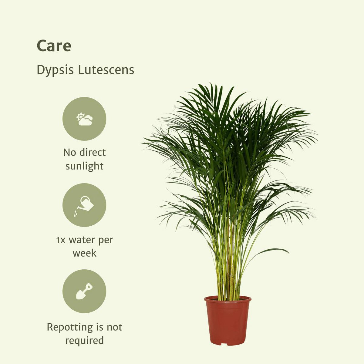 Dypsis Lutescens - Areca-Palme - Ø24cm - ↕120cm