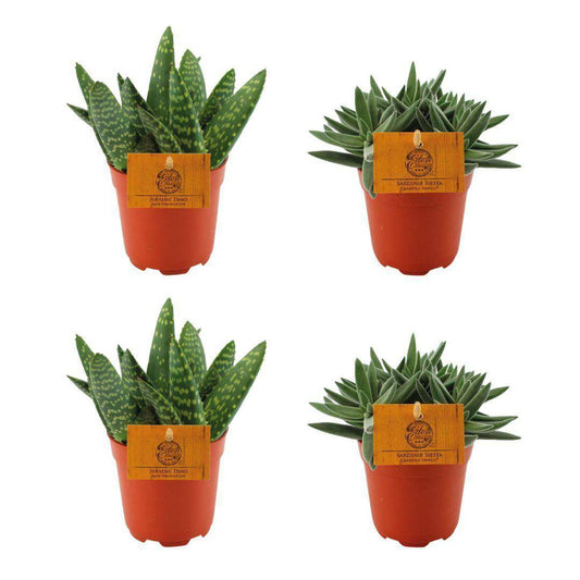 2x Aloe Paradisicum + 2x Crassula Tenelli - 4 Stück - Ø10,5cm - ↕10cm - HOLE-X-WORLD