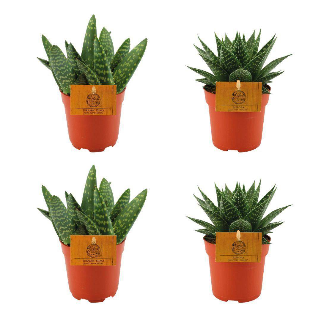 2x Aloe Paradisicum + 2x Gasteria Hybride Aurora - 4 Stück - Ø10,5cm - ↕10cm - HOLE-X-WORLD