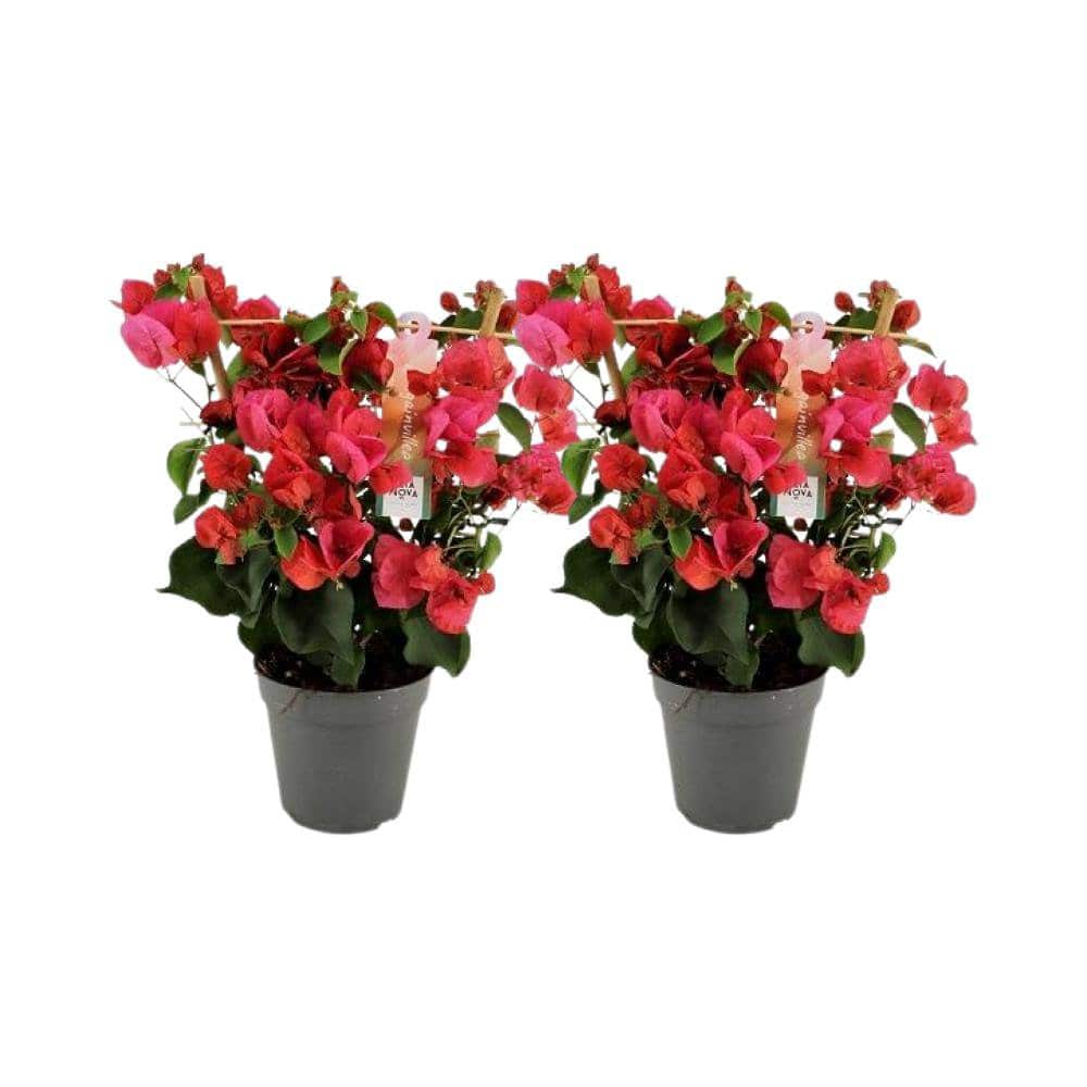 Bougainvillea Rood Rek - 2 Stück - Ø12cm - ↕40cm - HOLE-X-WORLD