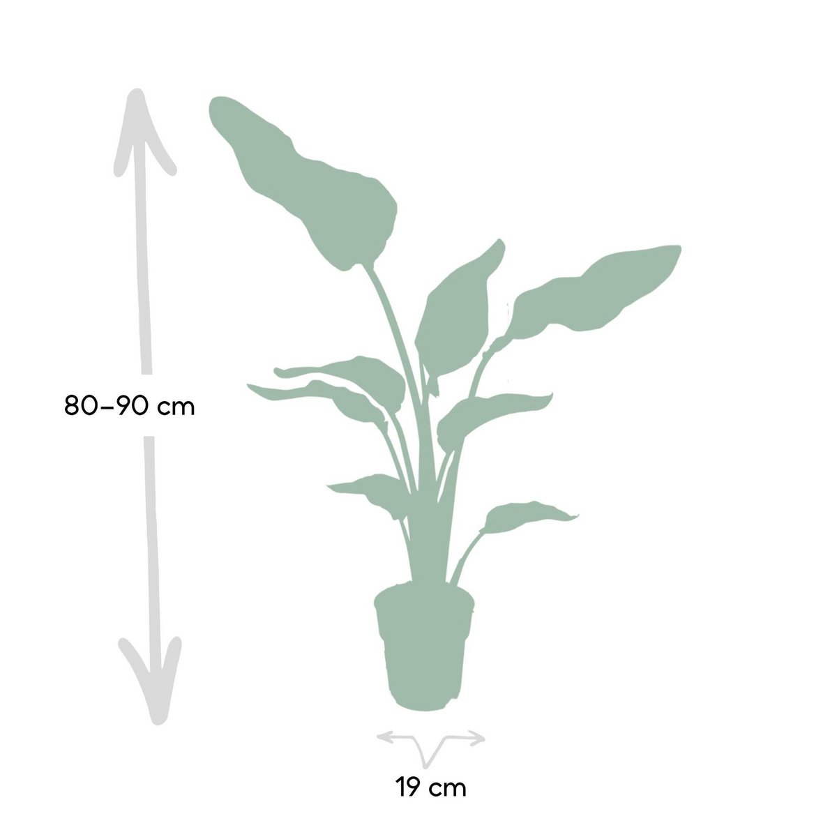 Strelitzia Nicolai - Ø19cm - ↕80cm