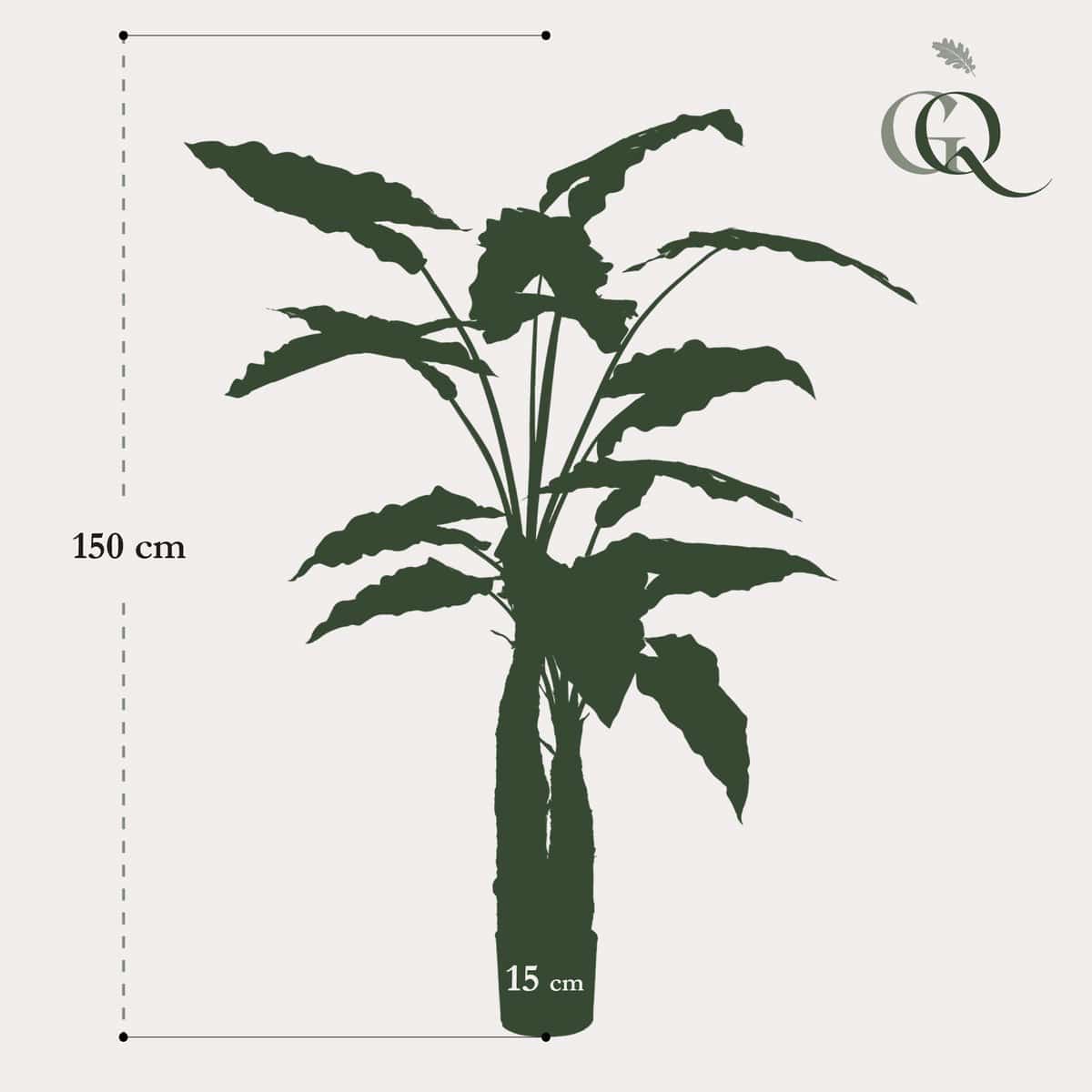 Künstliche Pflanze - Alocasia - Elefantenohr - 150 cm - HOLE-X-WORLD