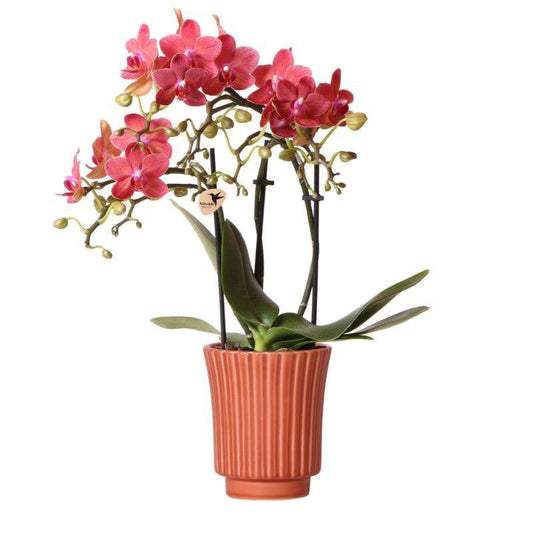 Kolibri-Orchideen | Rote Phalaenopsis-Orchidee – Kongo + Retro Dekotopf Terrakotta – Topfgröße Ø9cm – 40cm hoch | Blühende Zimmerpflanze im Blumentopf – frisch vom Züchter