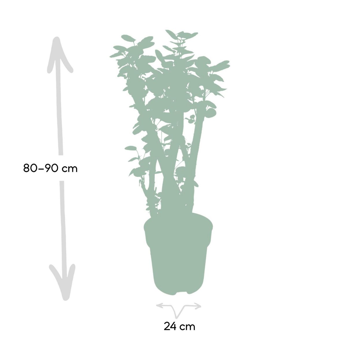 Polyscias Fabian - Aralia - Ø24cm - ↕90cm