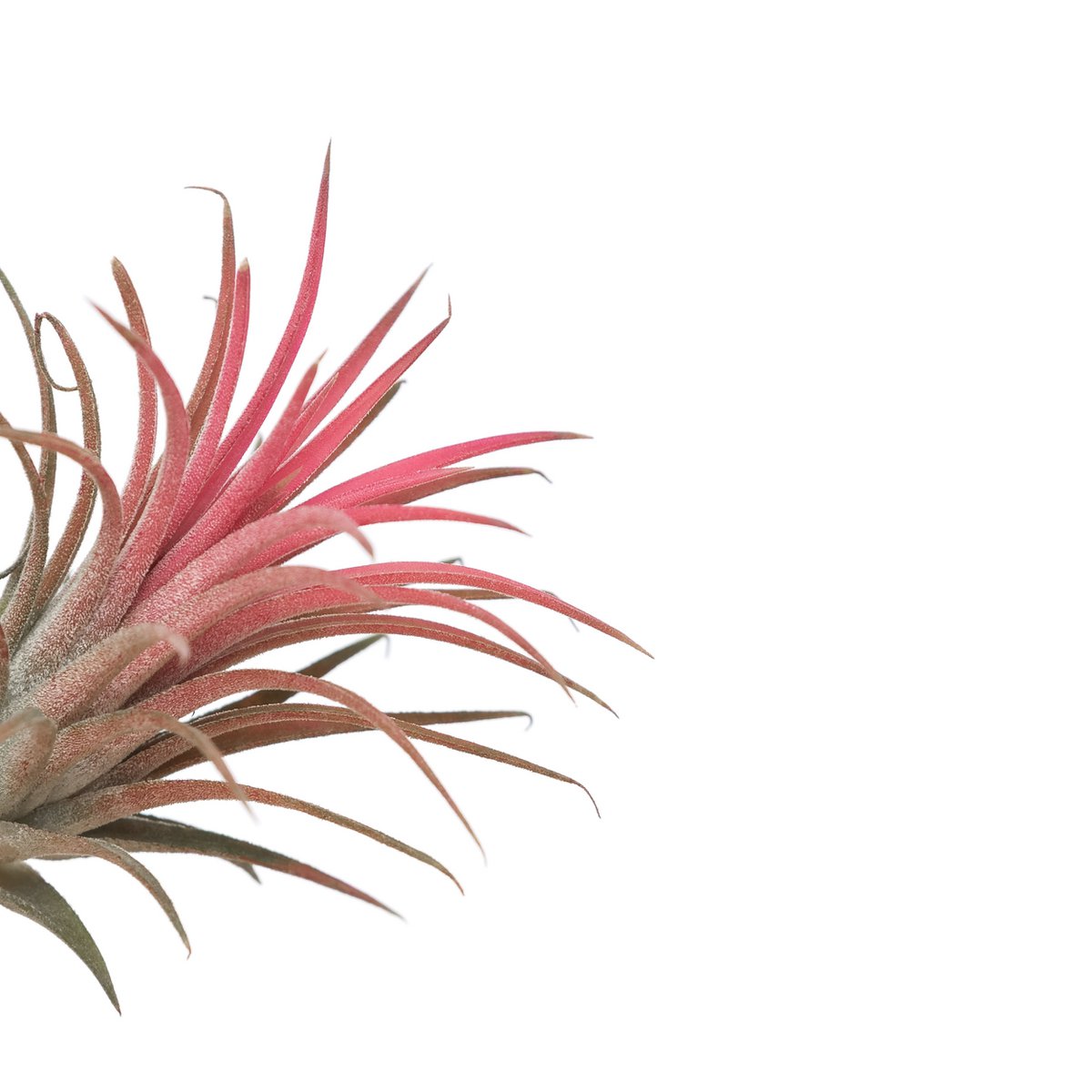 Tillandsia Ionantha Red - HOLE-X-WORLD