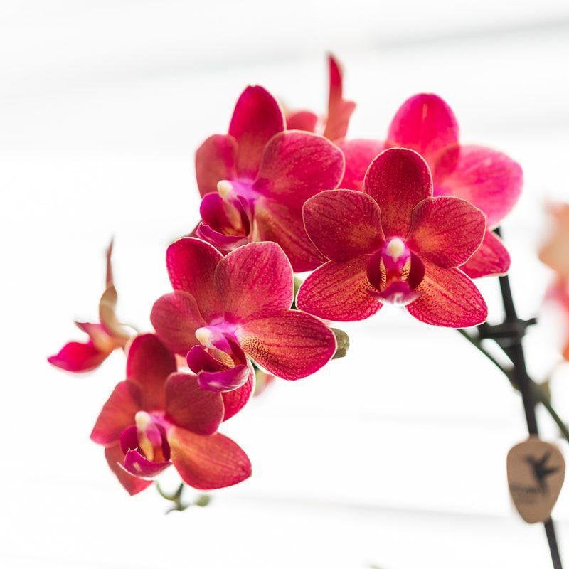 Kolibri-Orchideen | Rote Phalaenopsis-Orchidee – Kongo + Gummy Pot Travertin – Topfgröße Ø9 cm – 40 cm hoch | Blühende Zimmerpflanze im Blumentopf – frisch vom Züchter