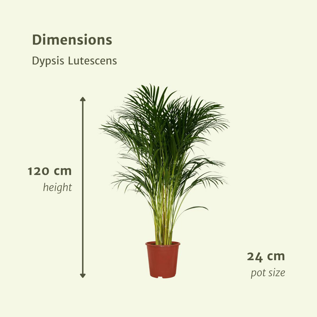 Dypsis Lutescens - Areca-Palme - Ø24cm - ↕120cm