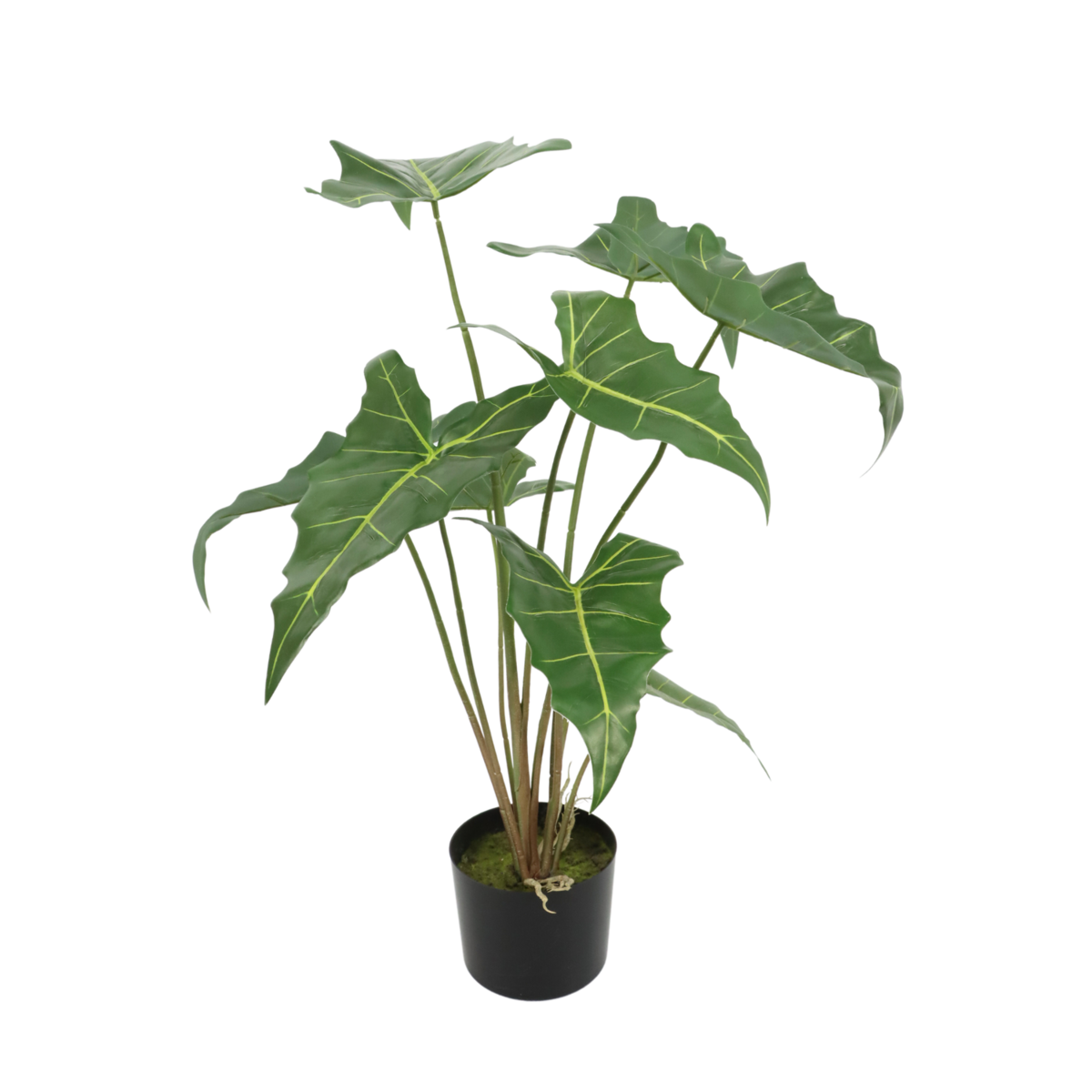 Alocasia Kunstpflanze 75cm