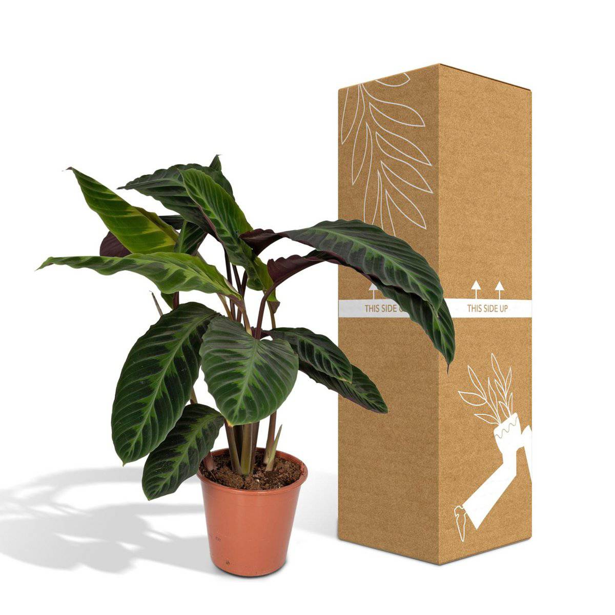 Calathea Warscewiczii - Pfauenpflanze - Ø19cm - ↕70cm - HOLE-X-WORLD