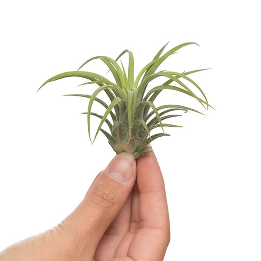 Tillandsia ionantha rubra - HOLE-X-WORLD