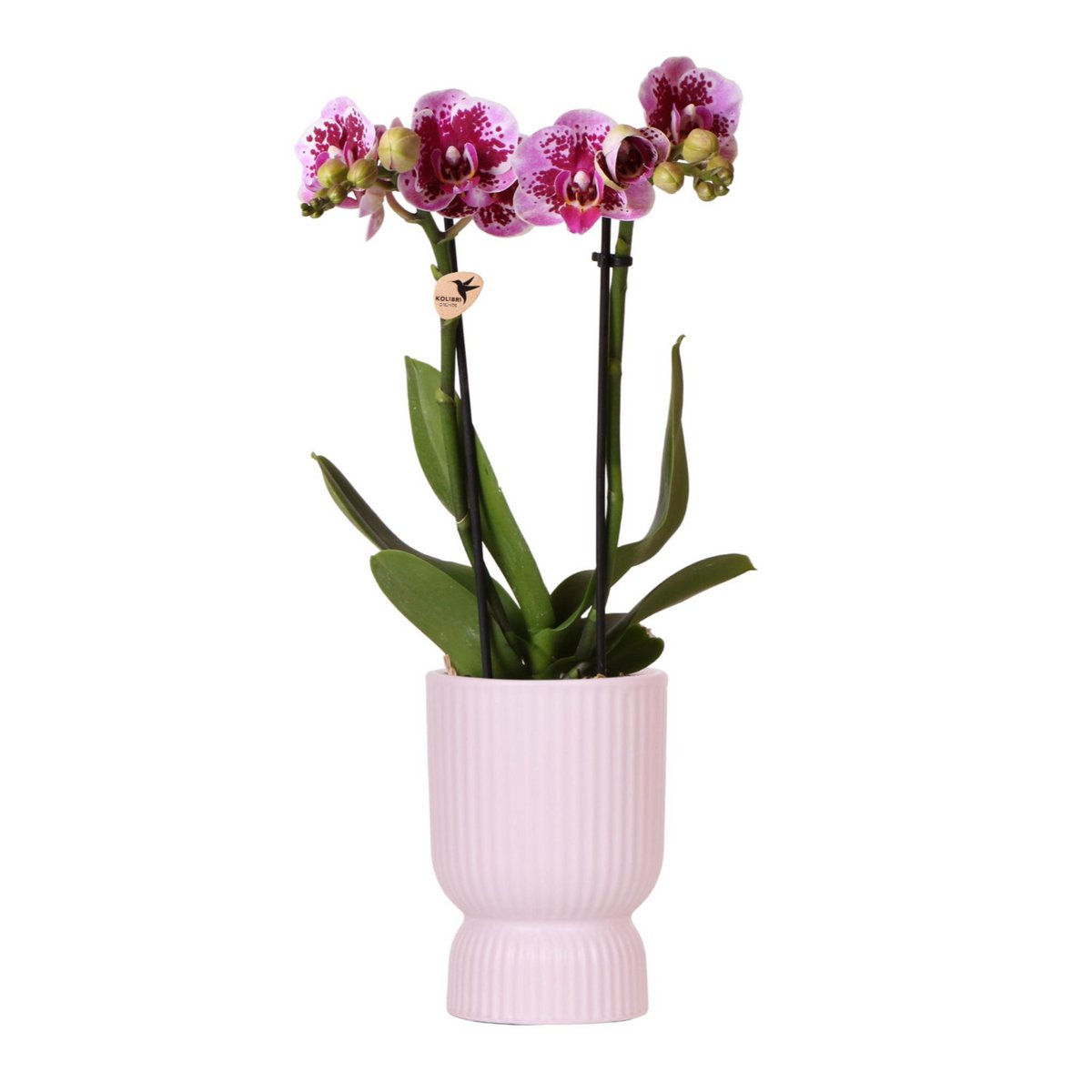 Kolibri-Orchideen | Rosa-lila Phalaenopsis-Orchidee - El Salvador + Diabolo-Rosa - Topfgröße Ø9cm | blühende Zimmerpflanze – frisch vom Züchter