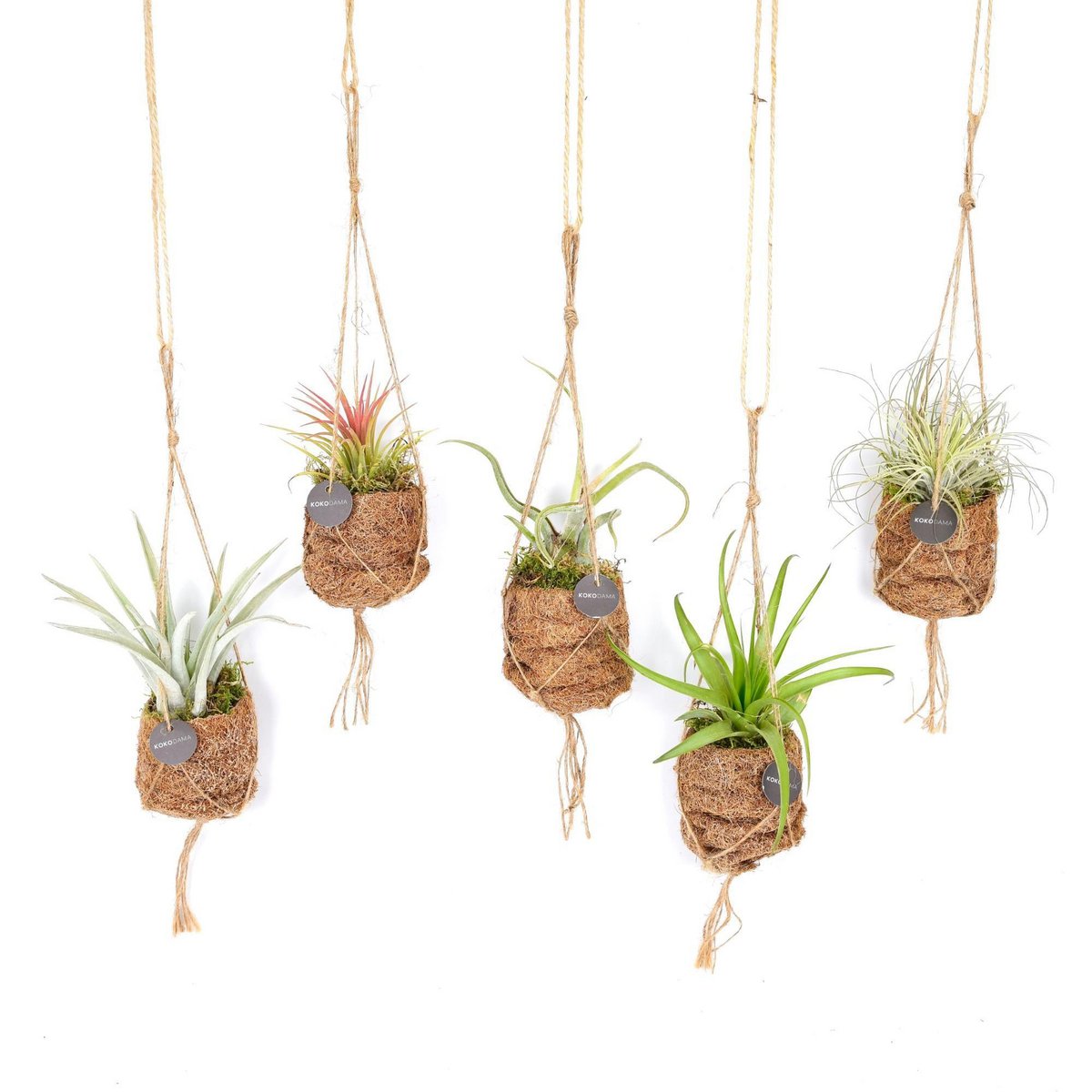 Kokodama Birdnest Tillandsia Mix - 8 Stück - Ø7cm - ↕5cm