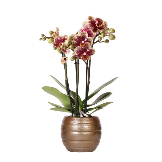 Kolibri-Orchideen | Gelb-rote Phalaenopsis-Orchidee - Spanien + Bienentopf - Topfgröße Ø9cm | blühende Zimmerpflanze – frisch vom Züchter