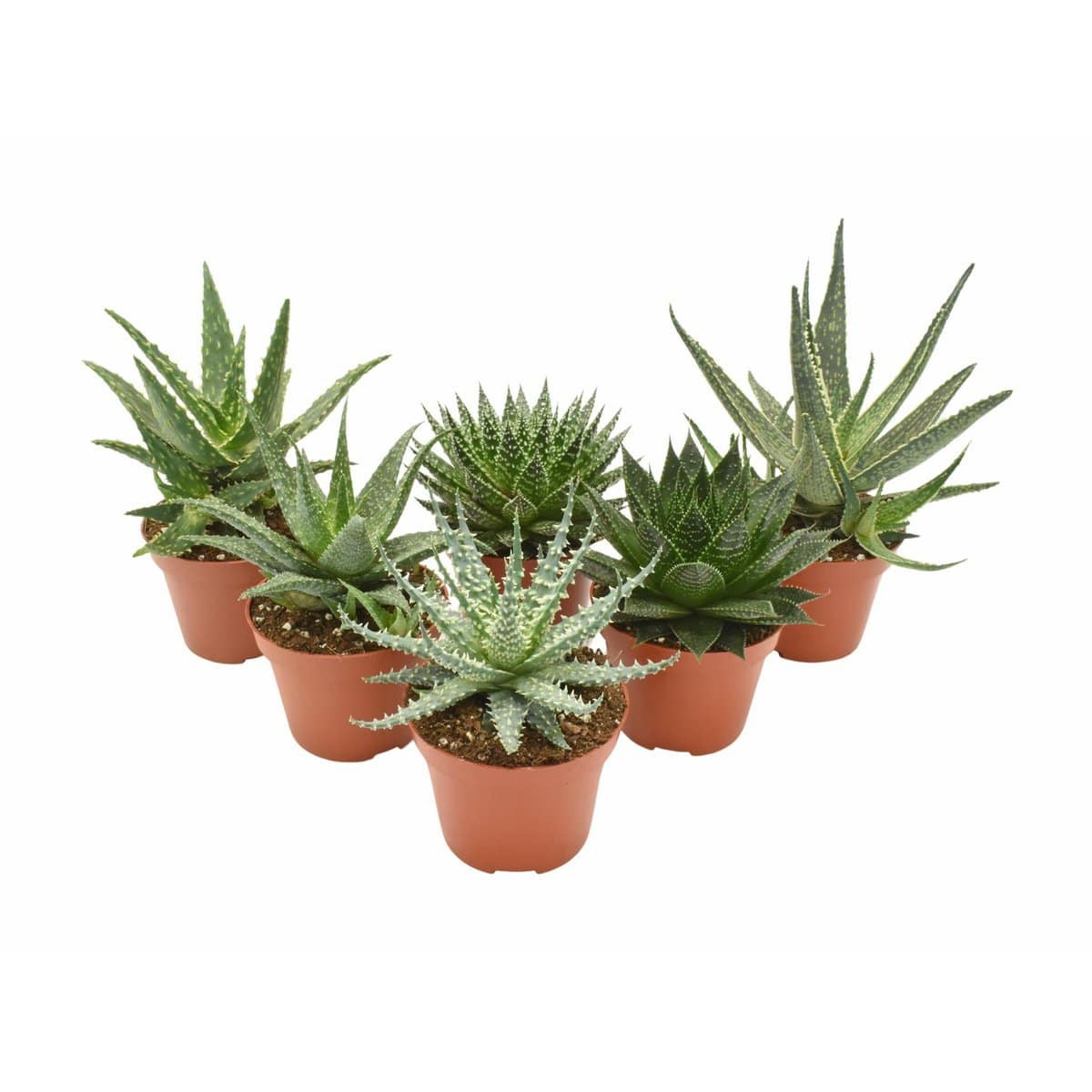 Aloe-Mix – 6 Stück – Ø10,5 cm – ↕14 cm - HOLE-X-WORLD