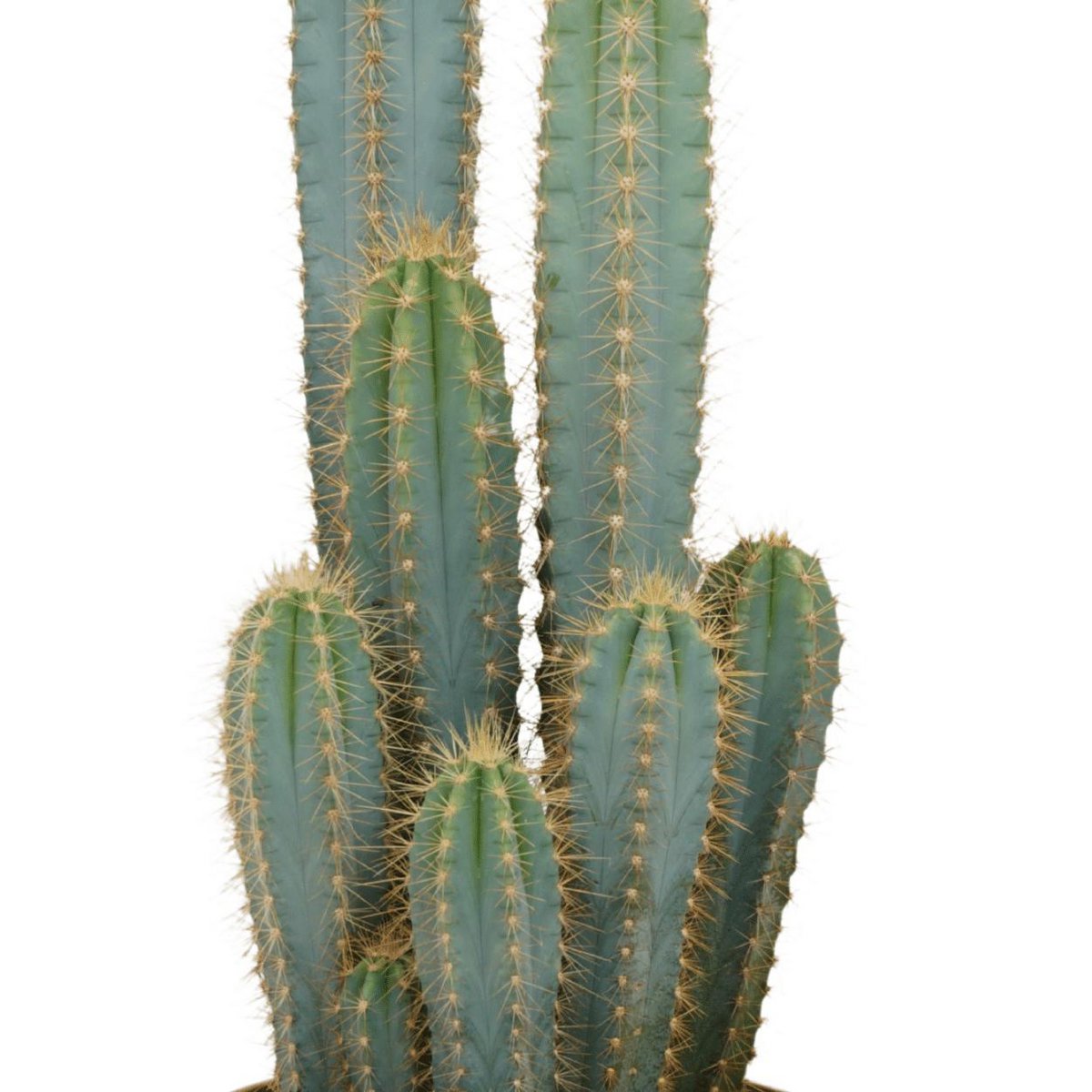 Pilosocereus Azureus - Kaktus - Ø21cm - ↕55cm