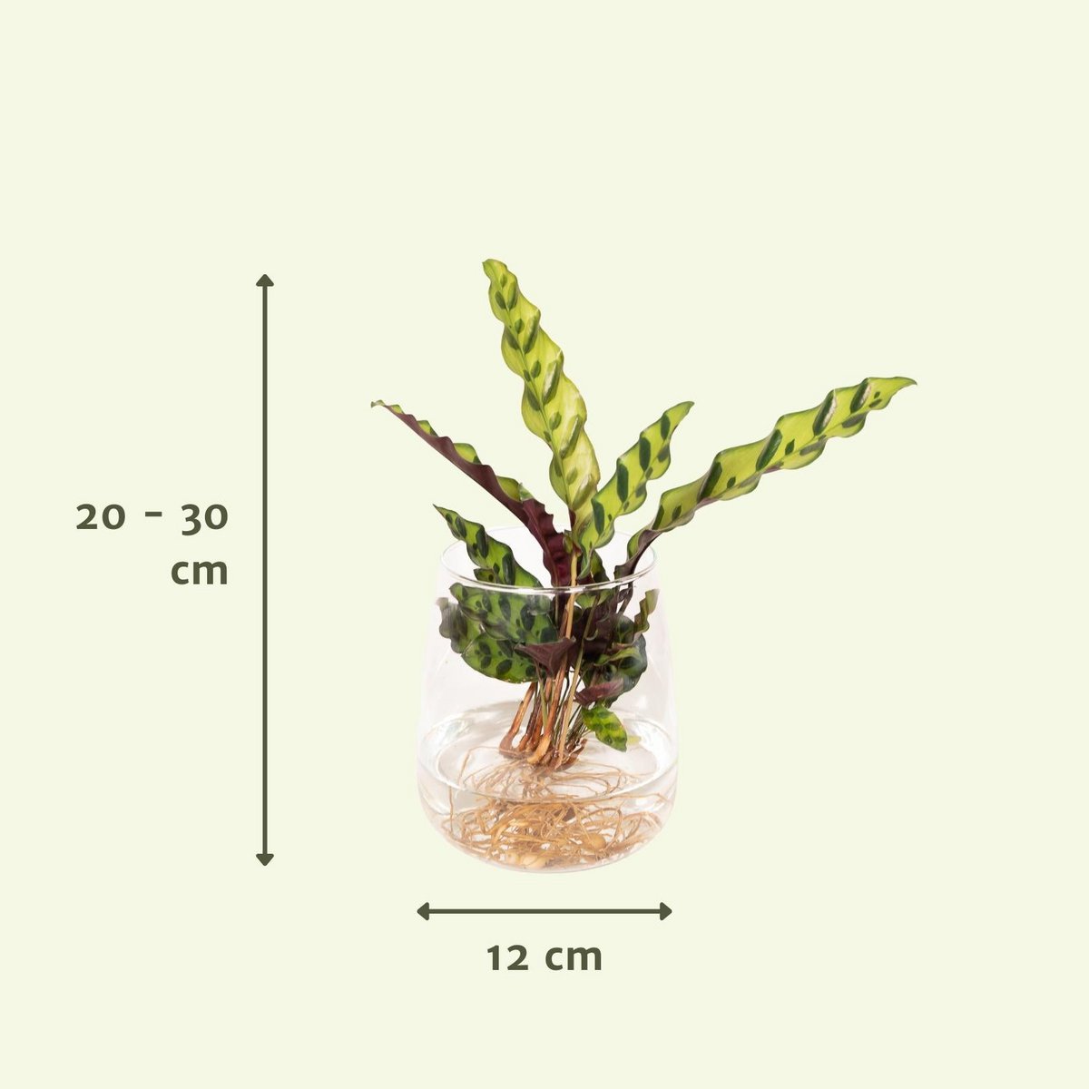 Calathea Insignis aus Kingstonglas - ø12cm - ↕30cm