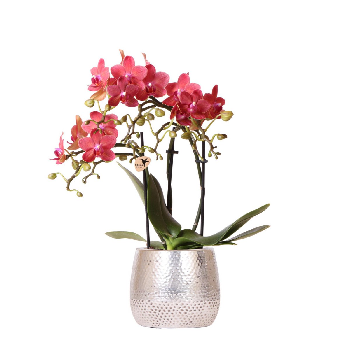 Kolibri-Orchideen | rote Phalaenopsis-Orchidee – Kongo + Elite Topf Silber – Topfgröße Ø9cm – 40cm hoch | Blühende Zimmerpflanze im Blumentopf – frisch vom Züchter