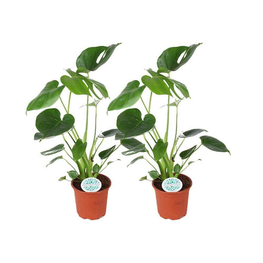 Monstera Deliciosa - 2 Stück - Ø14cm - ↕45cm - HOLE-X-WORLD