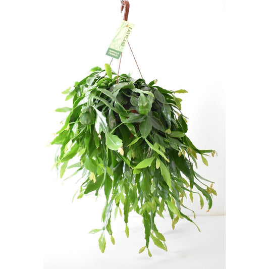 Rhipsalis Crispata - Ø21cm - ↕50cm