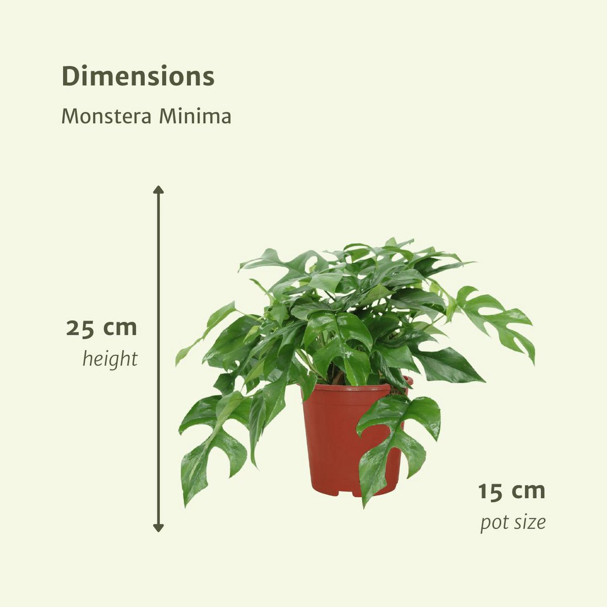 Monstera Minima - Lochpflanze - 2 Stück - ø15cm - ↕25cm