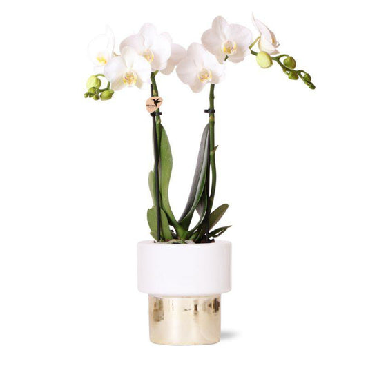 Kolibri-Orchideen | weiße Phalaenopsis-Orchidee - Amabilis + üppiger Topf - Topfgröße Ø9cm - 35cm hoch | blühende Zimmerpflanze – frisch vom Züchter