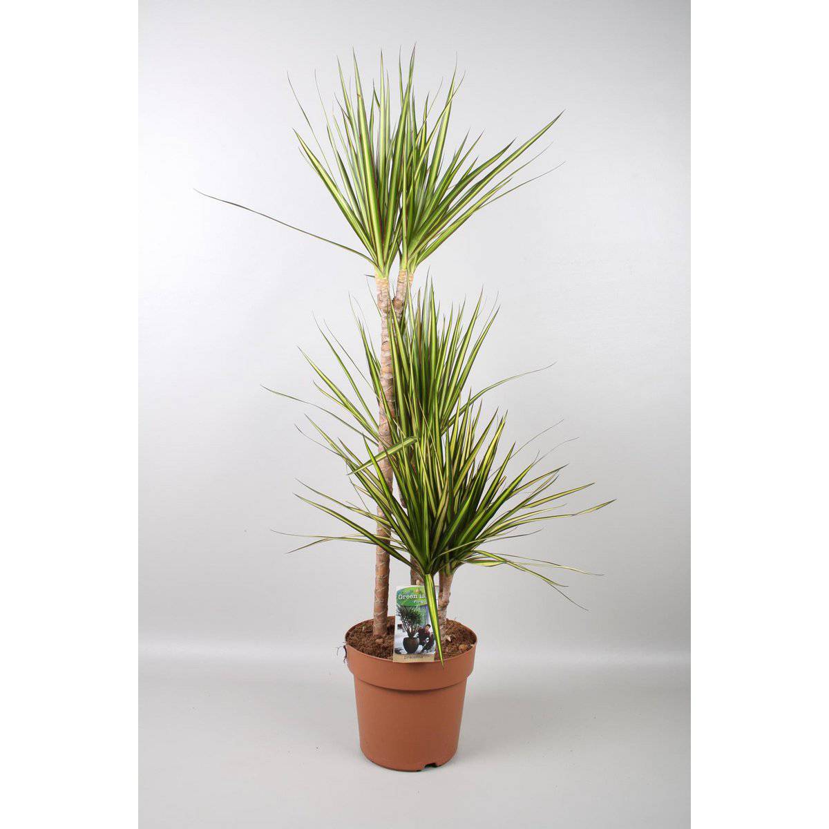 Dracaena Marginata Sunray – Ø21cm – ↕120cm - HOLE-X-WORLD