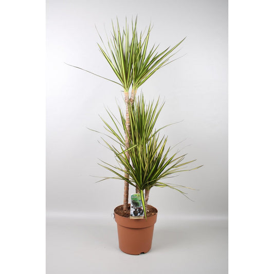 Dracaena Marginata Sunray – Ø21cm – ↕120cm