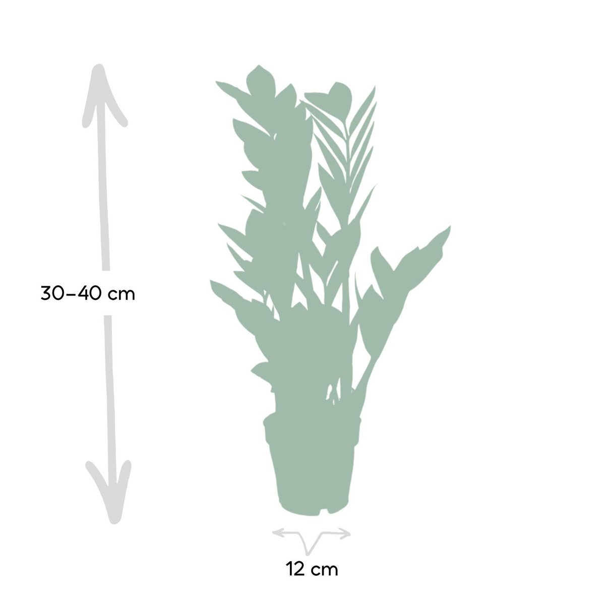 Zamioculcas Zamiifolia - Smaragdpalme - ø12cm - ↕40cm