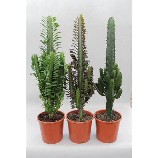 Kaktus-Wüstenmischung (Euphorbia) – 3 Stück – Ø17 cm – ↕70 cm