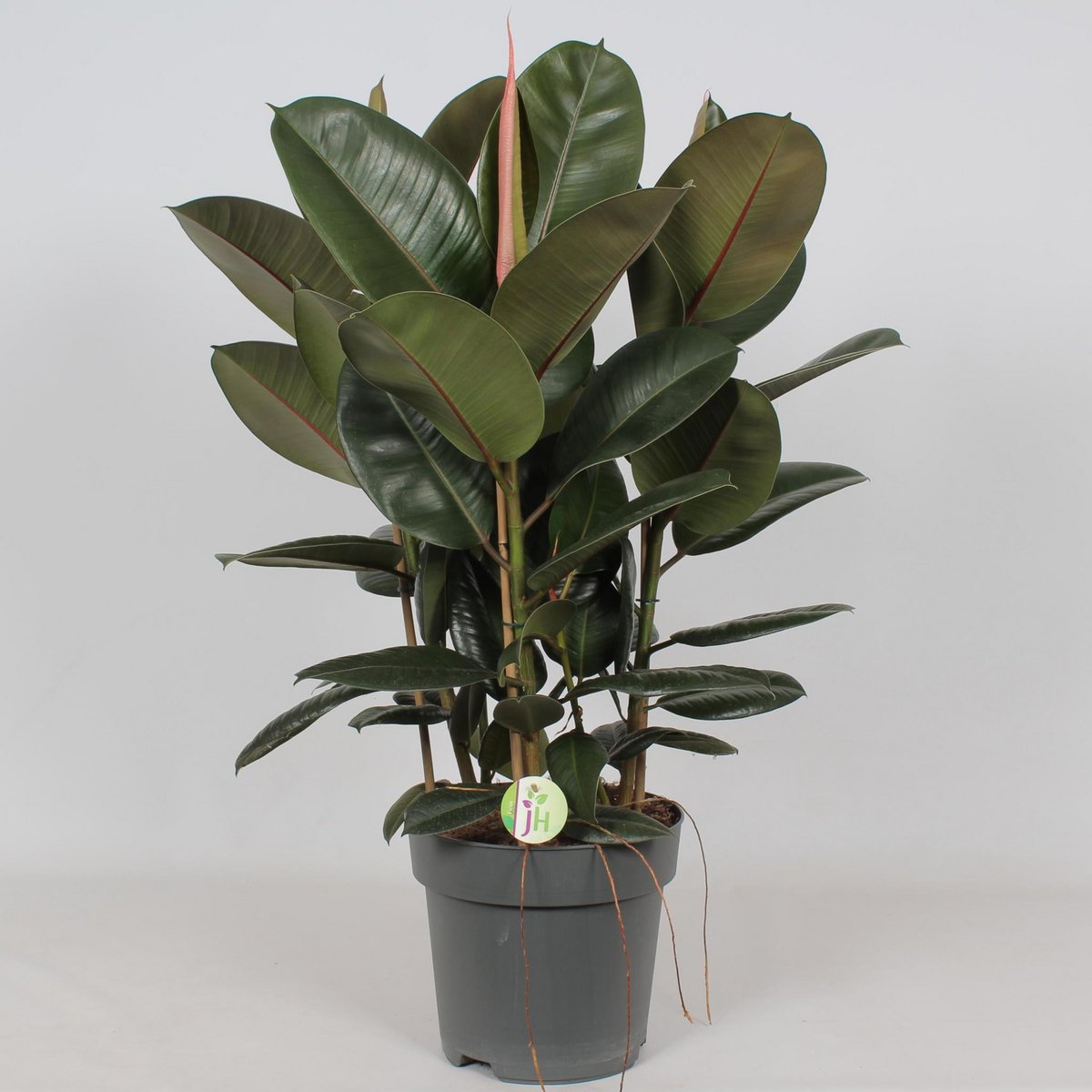 Ficus Robusta – Ø27cm – ↕90cm