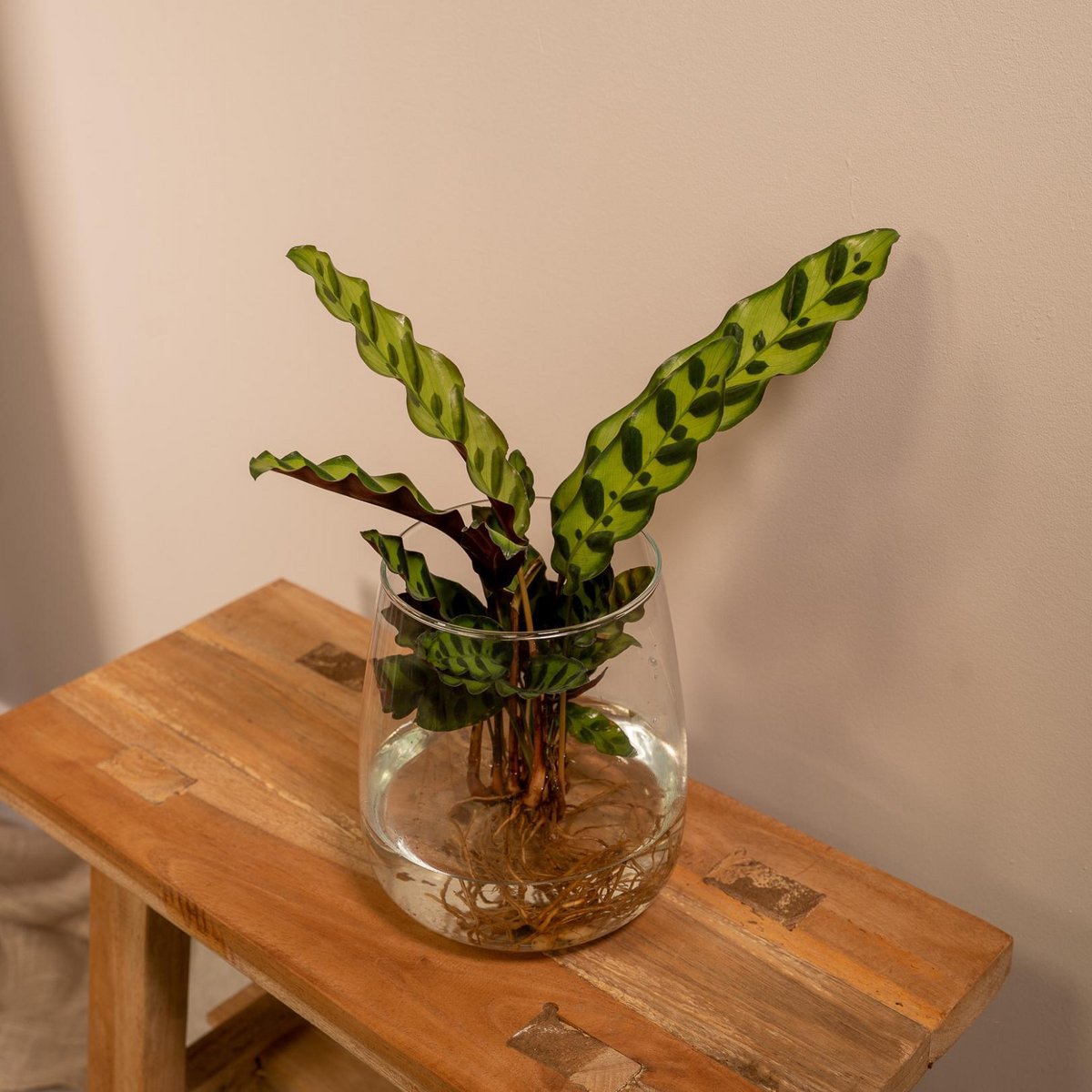 Calathea Insignis aus Kingstonglas - ø12cm - ↕30cm