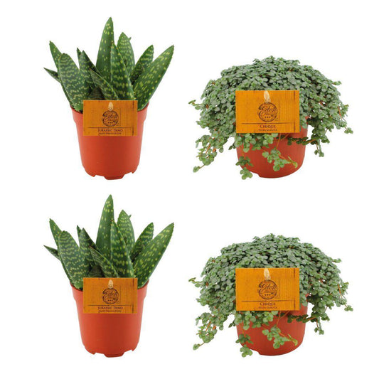 2x Aloe Paradisicum + 2x Pilea Glauca - 4 Stück - Ø10,5cm - ↕10cm