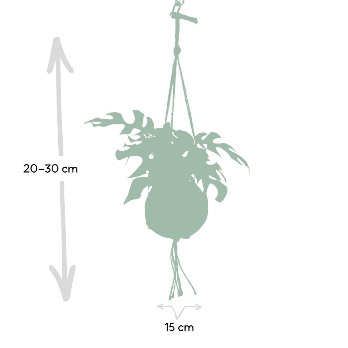 Kokodama Monstera Minima Hang – Lochpflanze – Ø15 cm – ↕25 cm