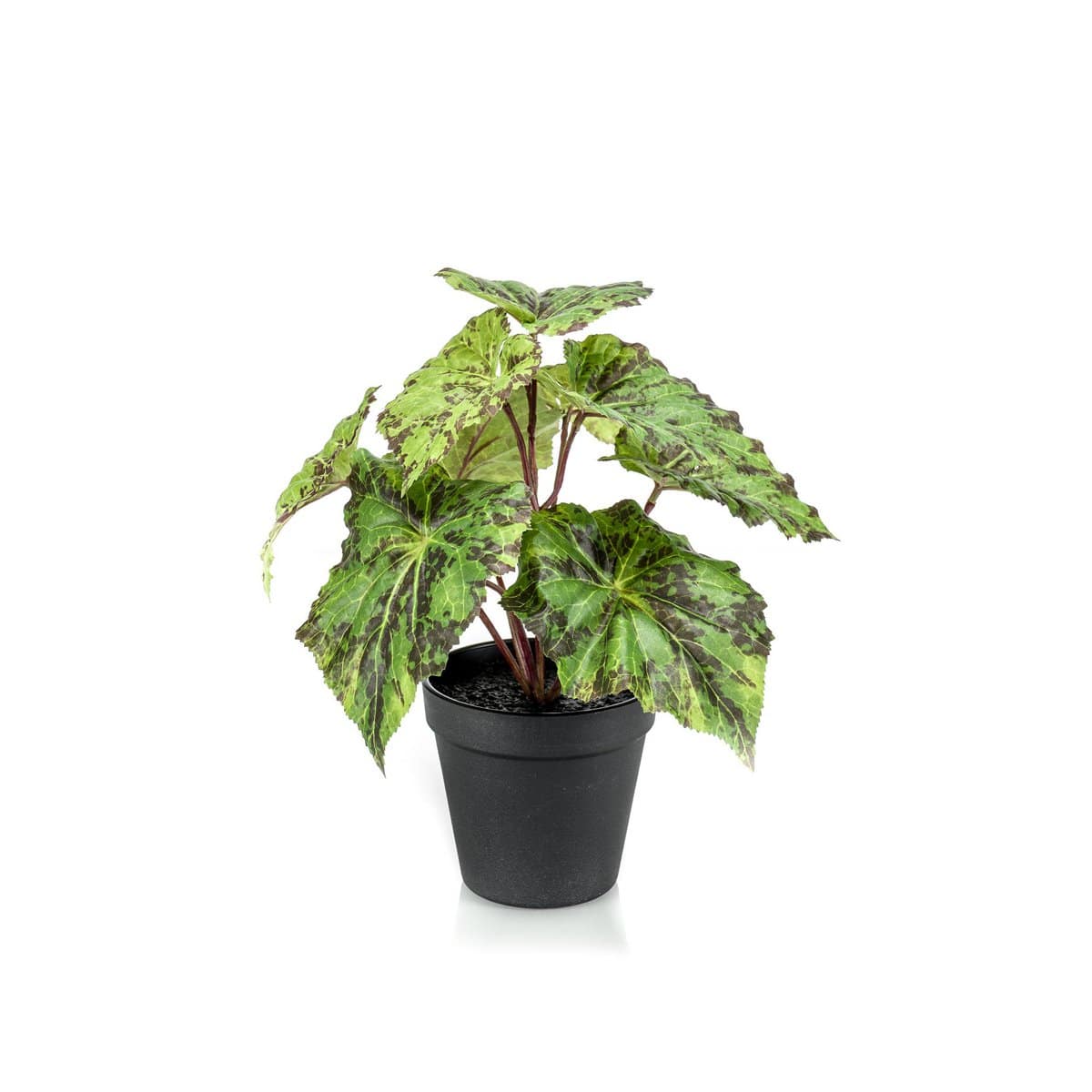 Künstliche Pflanze - Begonia Rex - Blattbegonie - 25 cm - HOLE-X-WORLD