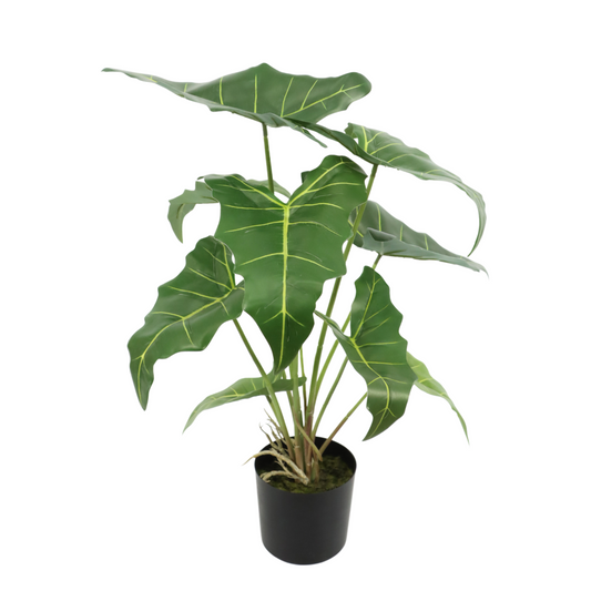 Alocasia Kunstpflanze 60cm