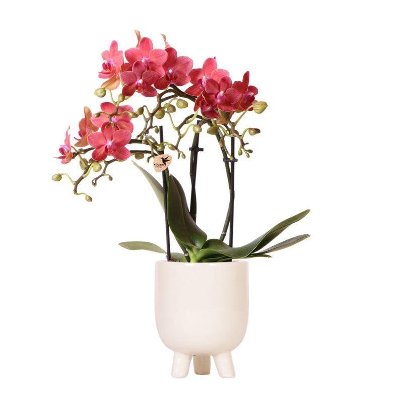 Kolibri-Orchideen | Rote Phalaenopsis-Orchidee – Kongo + Gummy Pot Travertin – Topfgröße Ø9 cm – 40 cm hoch | Blühende Zimmerpflanze im Blumentopf – frisch vom Züchter