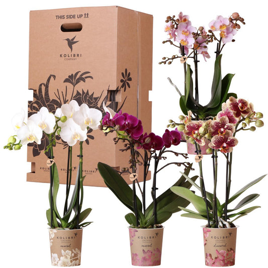 Kolibri Orchideen – Überraschungsbox-Mix – Pflanzen-Rabattbox – Überraschungsbox mit 4 verschiedenen Orchideen – frisch vom Züchter