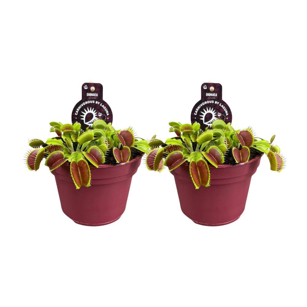 Dionaea Muscipula - 2 Stück - Ø12cm - ↕12cm - HOLE-X-WORLD