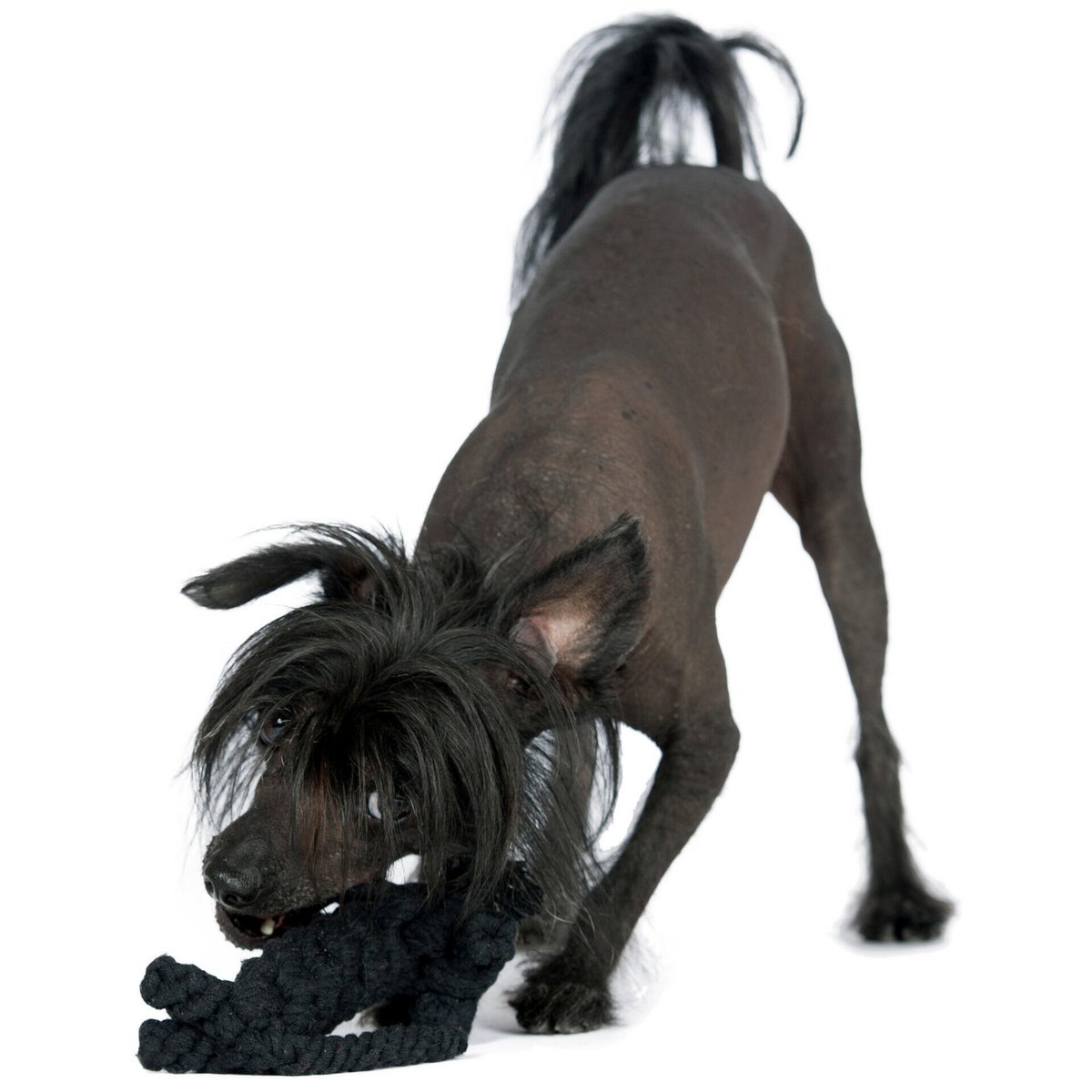 Kater Casanova Rope Toy - Dog Black 16x13x5 cm